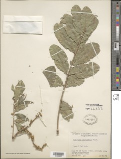Deinbollia oblongifolia image