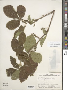 Allophylus racemosus image