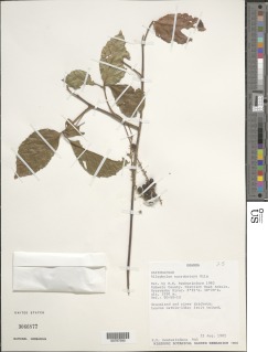 Allophylus ferrugineus var. ferrugineus image