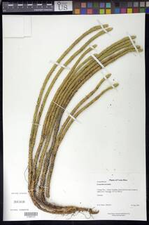 Phlegmariurus talamancanus image