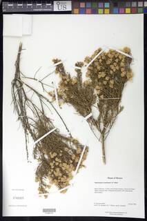 Image of Ericameria brachylepis