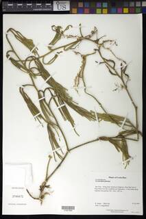 Palhinhaea riofrioi image