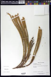 Phlegmariurus attenuatus image