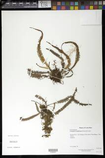 Mycopteris semihirsuta image