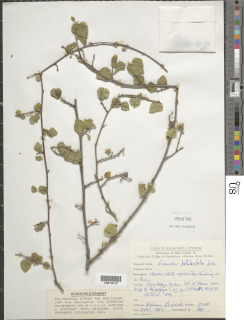 Image of Grewia betulaefolia
