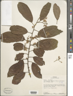 Trichospermum galeottii image