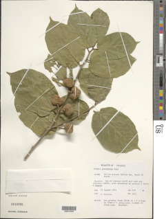 Grewia glandulosa image