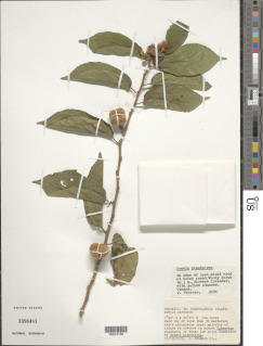 Grewia glandulosa image