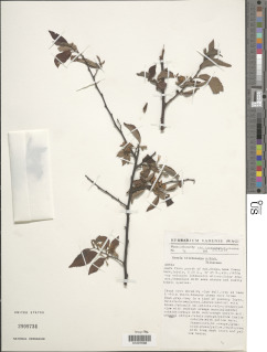 Grewia trichocarpa image