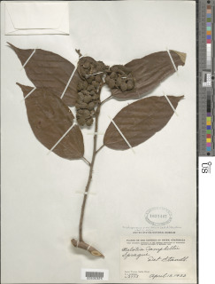 Image of Trichospermum grewiifolium