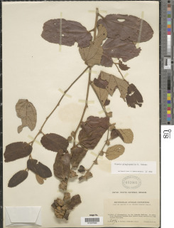 Grewia plagiophylla image