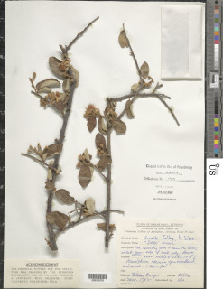 Image of Grewia arborea