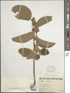 Grewia herbacea image