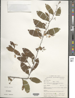 Image of Grewia densa
