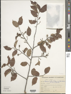 Image of Grewia bicolor