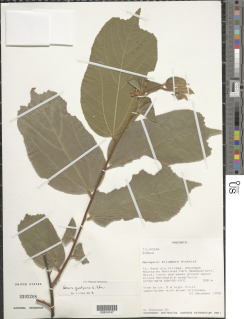 Image of Grewia goetzeana