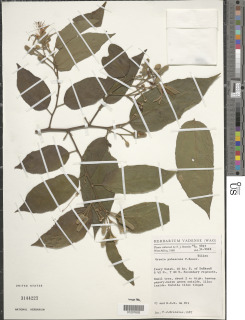 Grewia pubescens image