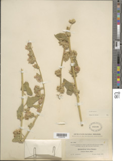 Sphaeralcea fulva image