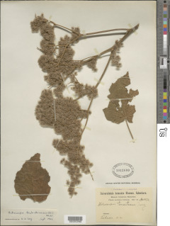 Image of Heliocarpus terebinthinaceus