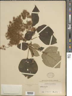 Heliocarpus appendiculatus image
