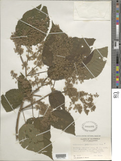 Heliocarpus donnellsmithii image