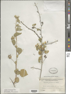 Image of Abutilon californicum
