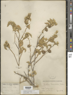 Abutilon californicum image