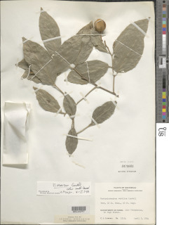 Mortoniodendron vestitum image