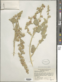 Sphaeralcea orcuttii image