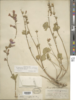 Sidalcea malviflora subsp. malviflora image