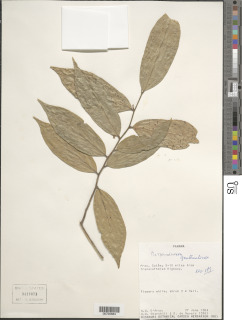 Image of Mortoniodendron guatemalense