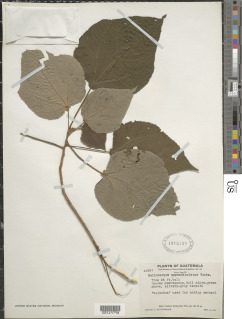 Heliocarpus appendiculatus image