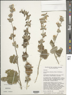 Malacothamnus clementinus image