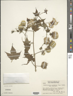 Neobrittonia acerifolia image