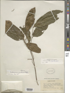 Mortoniodendron guatemalense image