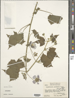Neobrittonia acerifolia image