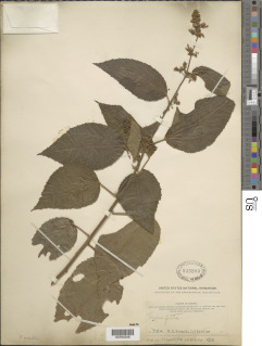 Triumfetta cordifolia image