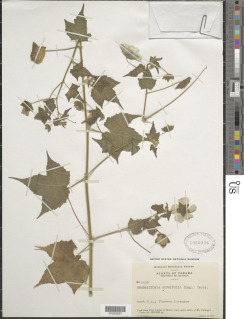Image of Neobrittonia acerifolia