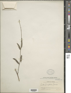 Sida linifolia image