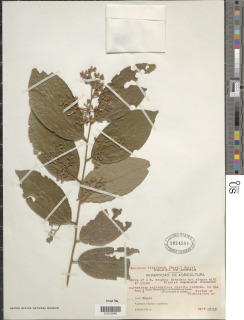 Grewia floribunda image