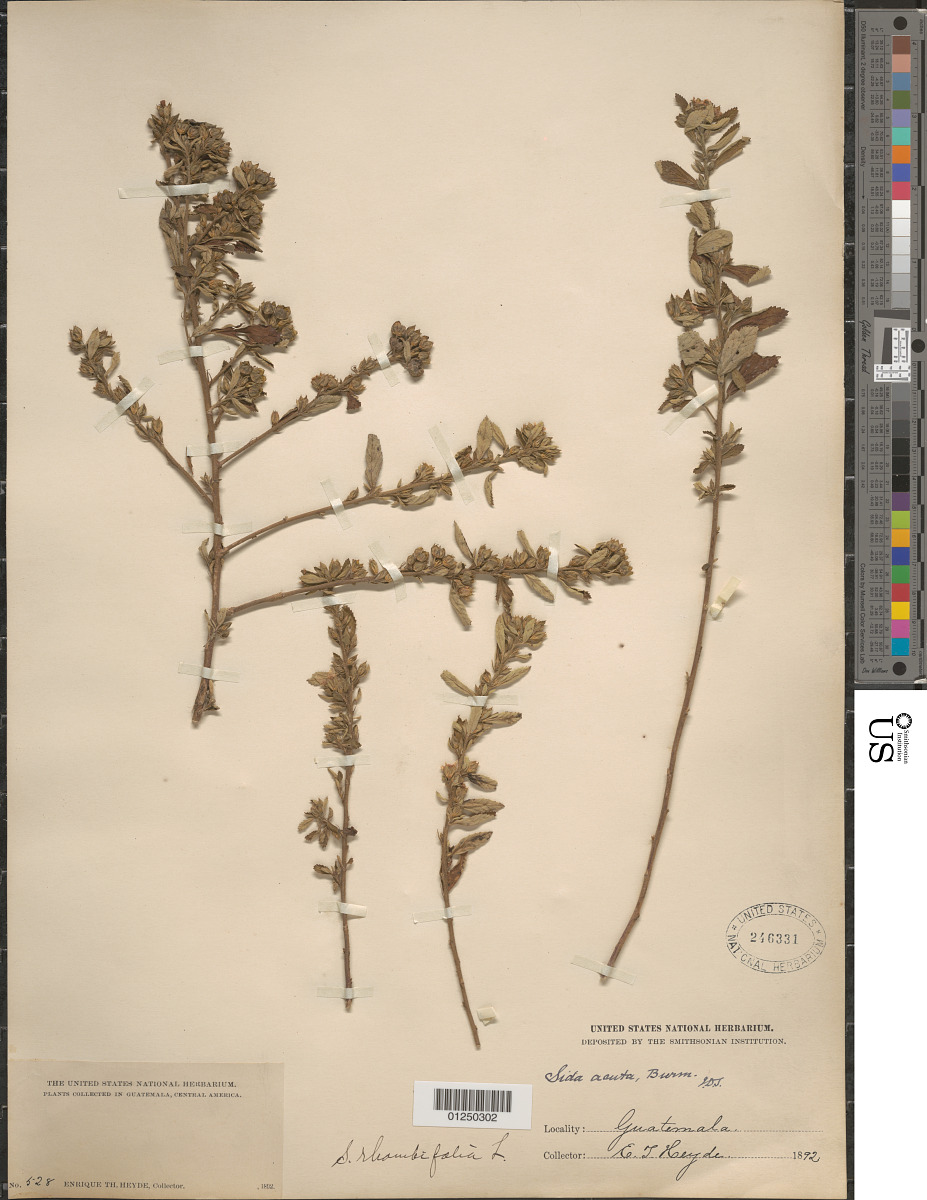 Sida linearifolia image