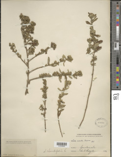 Image of Sida linearifolia