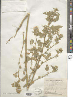 Sphaeralcea coulteri image