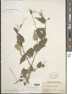 Image of Wissadula periplocifolia