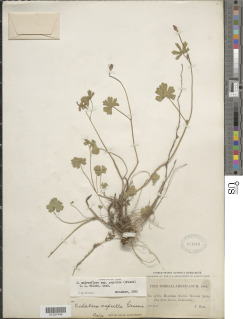 Sidalcea asprella subsp. asprella image