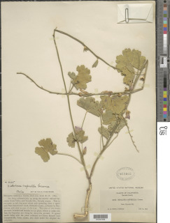 Sidalcea asprella subsp. asprella image