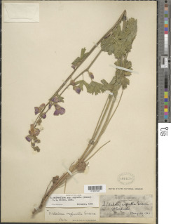 Sidalcea asprella image