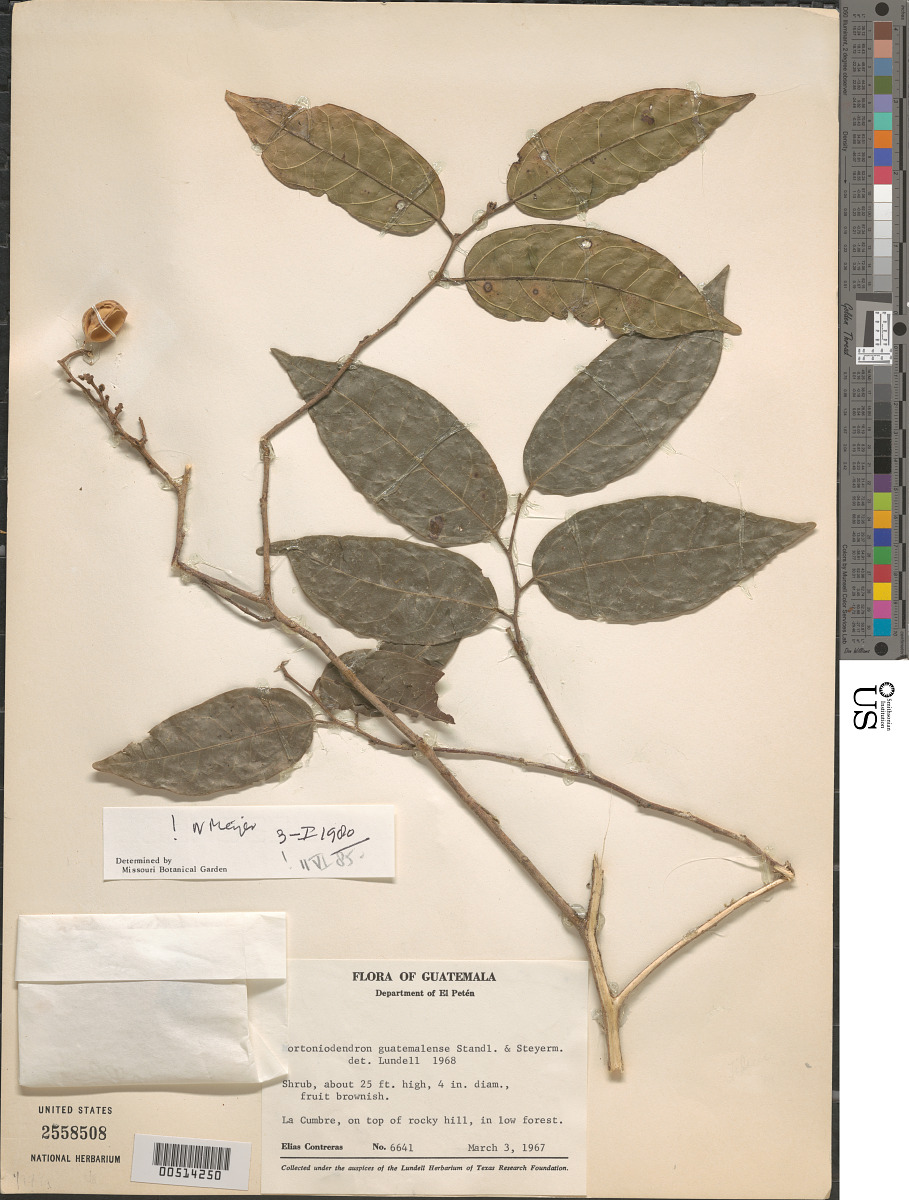 Mortoniodendron guatemalense image