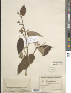 Duboscia viridiflora image