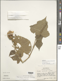 Image of Bakeridesia notolophium